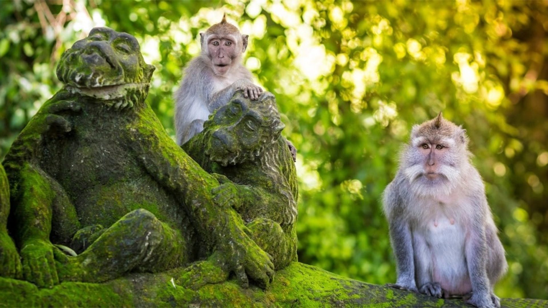 00-4-facts-about-ubud-monkey-for