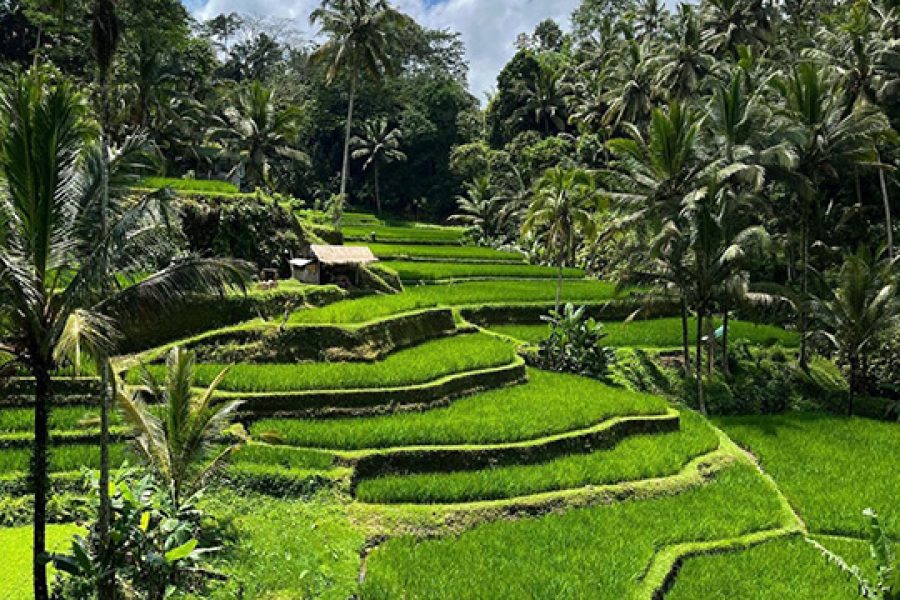 Batur-Volcano-Jeep-Sunset-Tirta-Empul-Temple-Rice-Terrace-Tour-1.jpg