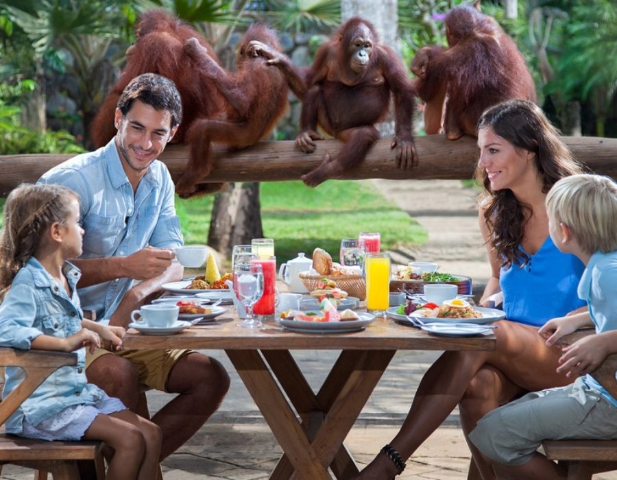 Breakfast-With-Orang-Utan