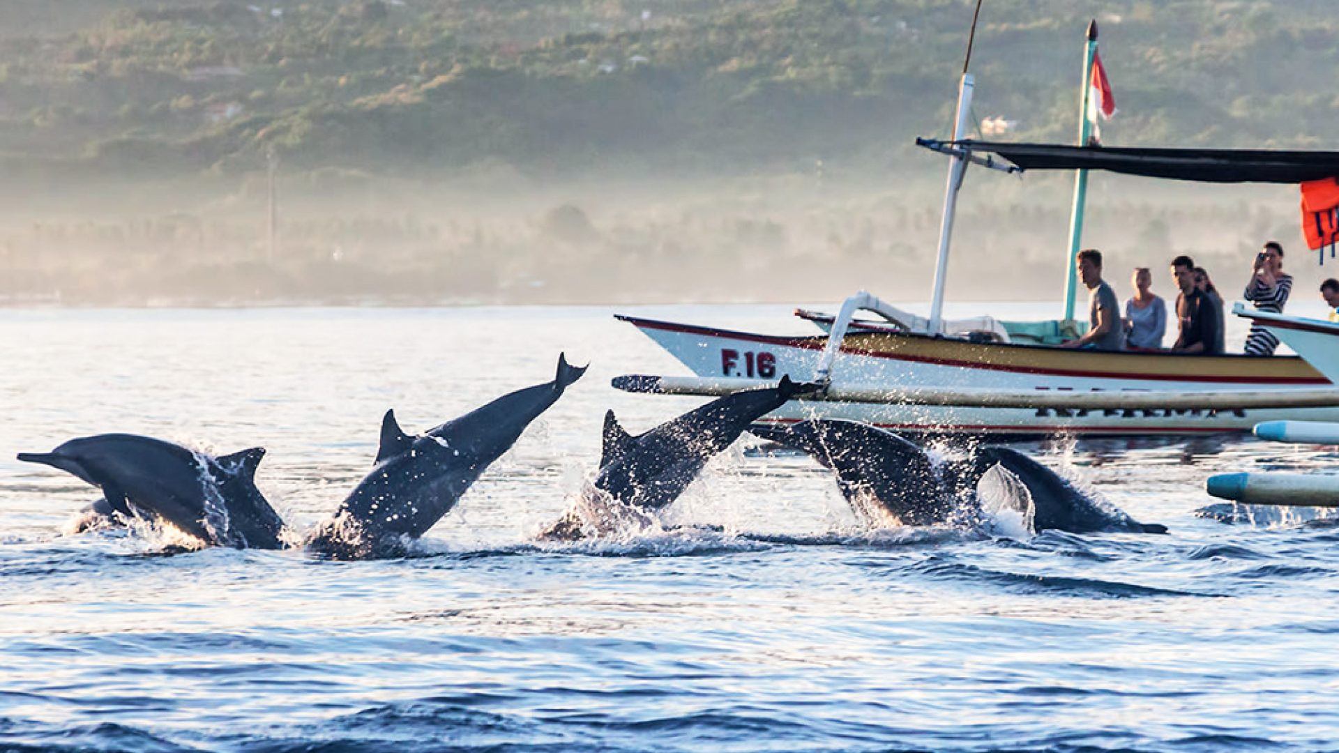 Dolphine sunrise