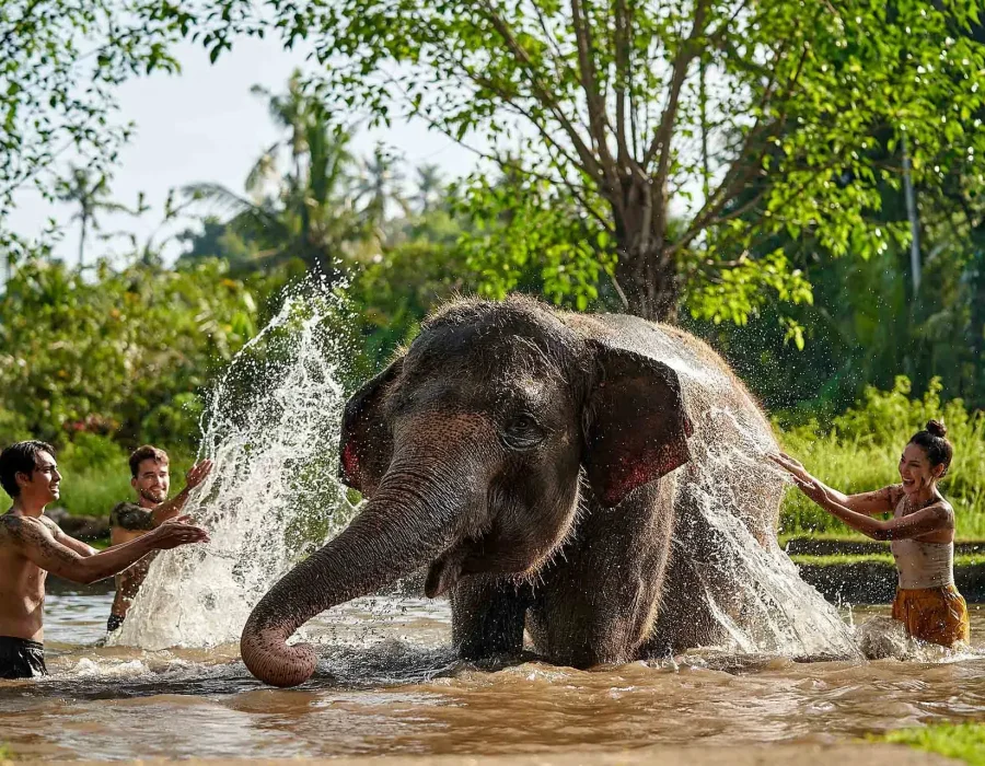 Elephant-Mud-Fun
