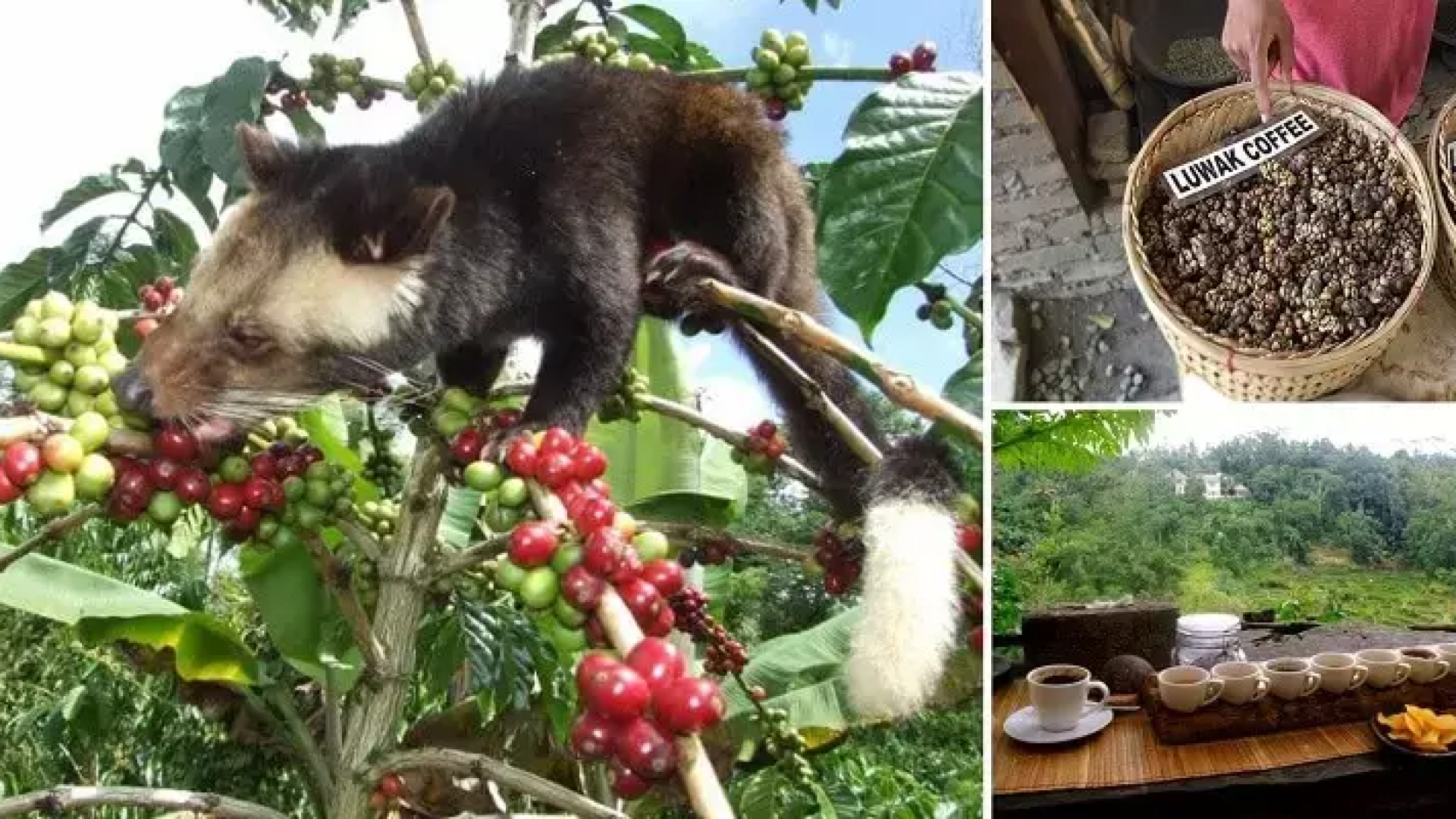 Luwak-Coffee-Plantation-Bali-Bal