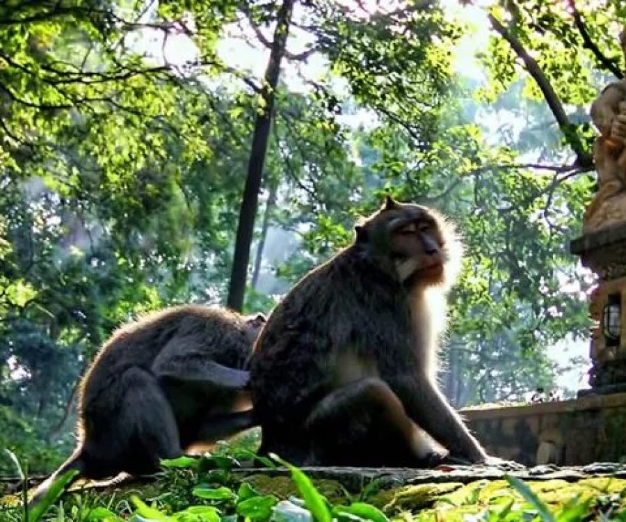 Monkey Forest Ubud 2