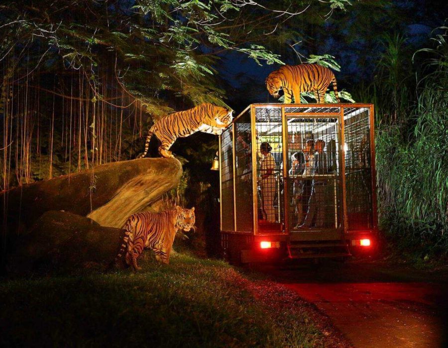 Night-Safari-2