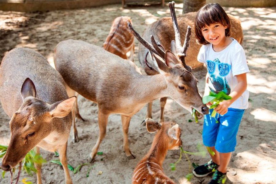 Peeting-Zoo