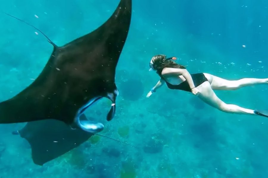 Snorkeling With Manta 1