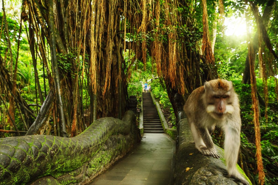 Ubud-Monkey-Forest-In-Bali-Will