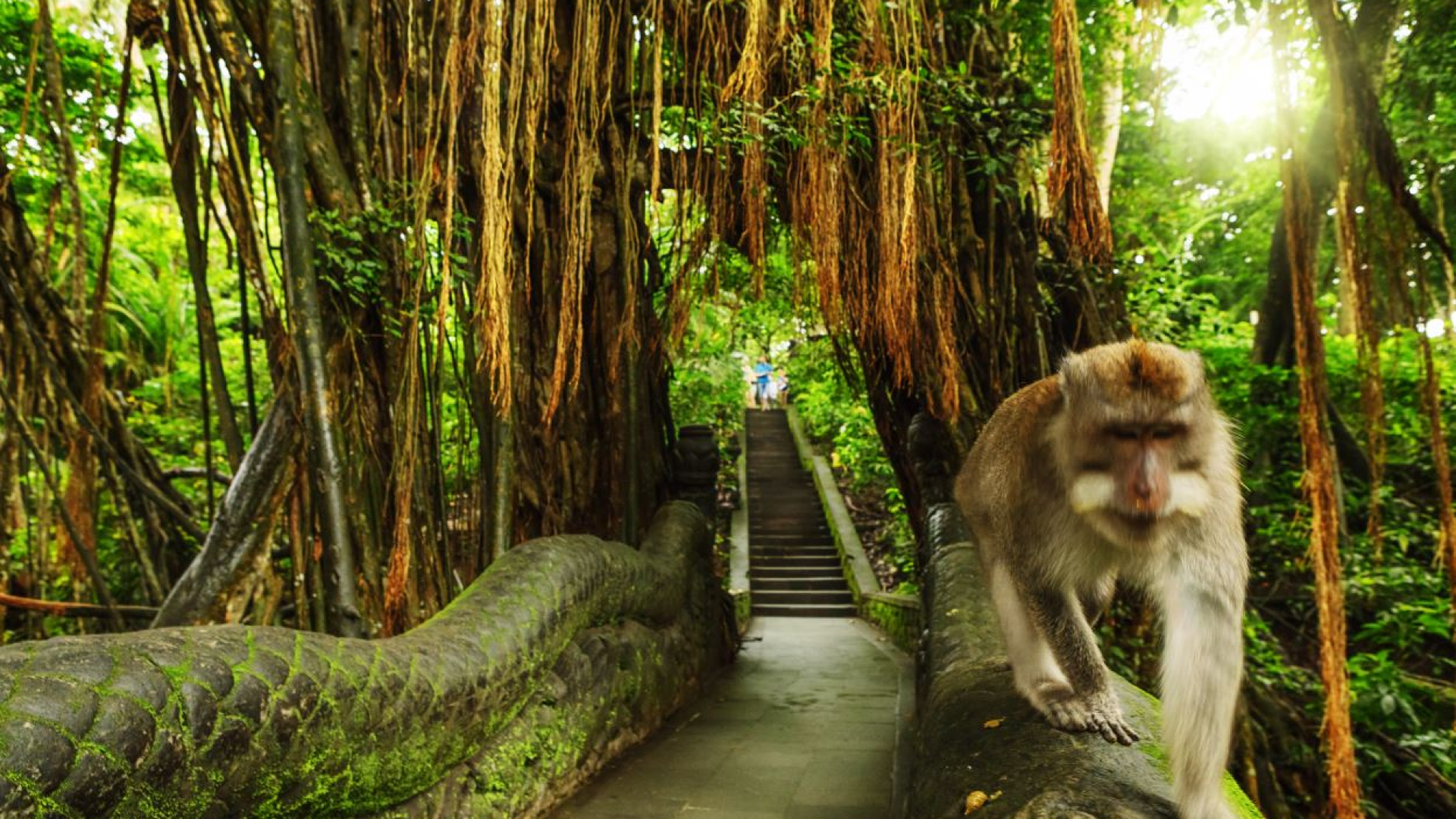 Ubud-Monkey-Forest-In-Bali-Will