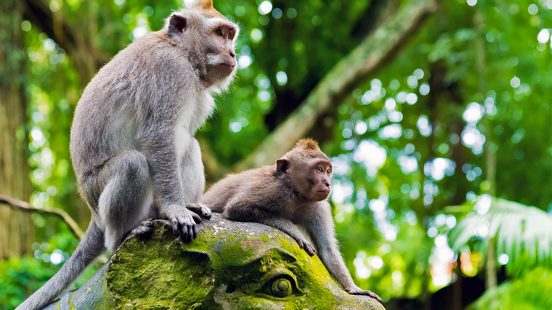 ubud-monkey-forest-sanctuary-192
